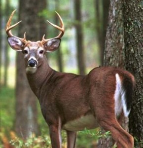 Venado De Cola Blanca Odocoileus Virginianus Venadopedia